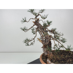 Pinus sylvestris I-8411 view 3
