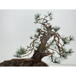 Pinus sylvestris -pino s- europeo- I-8411 vista 4