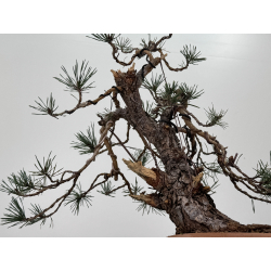 Pinus sylvestris -pino s- europeo- I-8411 vista 5