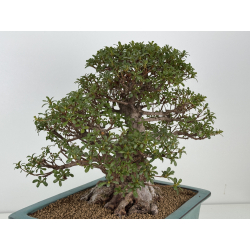 Azalea I-8406 vista 4