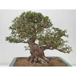 Azalea I-8406 vista 5