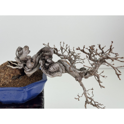 Carpinus turczaninovii -carpe coreano- I-8407 vista 2