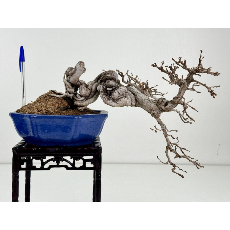 Carpinus turczaninovii -carpe coreano- I-8407