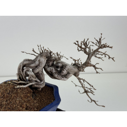 Carpinus turczaninovii -carpe coreano- I-8407 vista 3