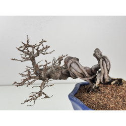 Carpinus turczaninovii  I-8407 view 4