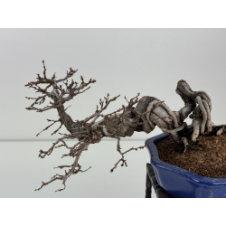 Carpinus turczaninovii  I-8407 view 5