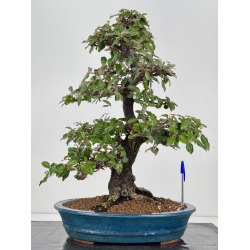 Elaeagnus pungens I-8408