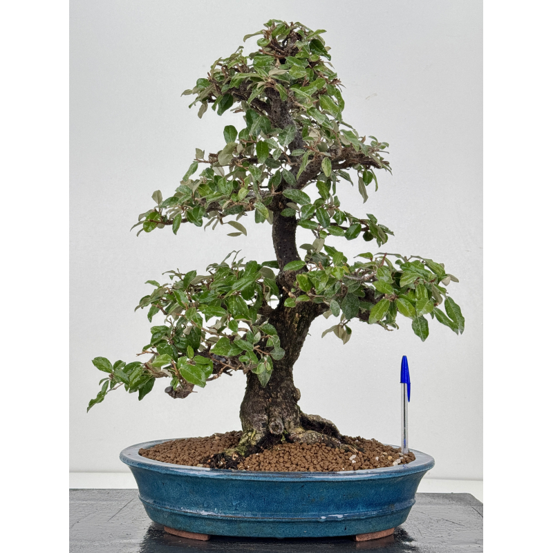 Elaeagnus pungens I-8408