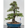 Elaeagnus pungens I-8408