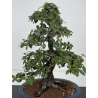 Elaeagnus pungens I-8408 vista 2