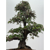 Elaeagnus pungens I-8408 vista 3
