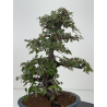 Elaeagnus pungens I-8408 vista 4