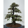 Elaeagnus pungens I-8408 vista 5