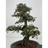 Elaeagnus pungens I-8408 vista 6