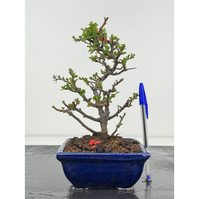 Chaenomeles chojubai I-8409