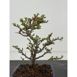 Chaenomeles chojubai I-8409 vista 3