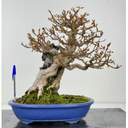 Acer buergerianum I-8410