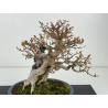 Acer buergerianum I-8410 vista 2