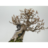Acer buergerianum I-8410 vista 3