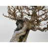 Acer buergerianum I-8410 vista 4