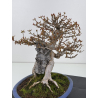 Acer buergerianum I-8410 vista 5