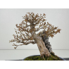 Acer buergerianum I-8410 vista 6