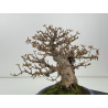 Acer buergerianum I-8410 vista 7