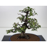 Elaeagnus pungens I-8414 vista 2