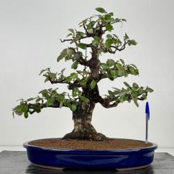 Elaeagnus pungens I-8414