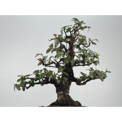 Elaeagnus pungens I-8414 vista 3