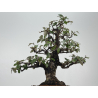 Elaeagnus pungens I-8414 vista 3