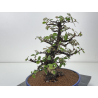 Elaeagnus pungens I-8414 vista 4