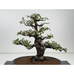 Elaeagnus pungens I-8414 vista 5