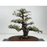 Elaeagnus pungens I-8414 vista 5