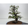 Elaeagnus pungens I-8414 vista 6