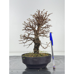 Zelkova nire I-8416