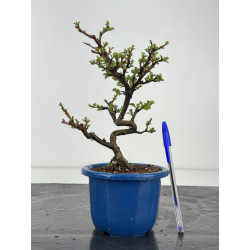 Chaenomeles chojubai I-8417