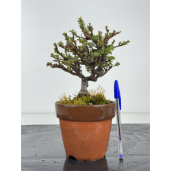 Chaenomeles chojubai I-8418