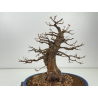 Acer buergerianum I-8419 vista 2