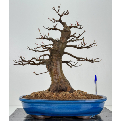 Acer buergerianum I-8419