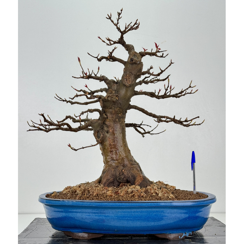 Acer buergerianum I-8419