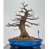 Acer buergerianum I-8419
