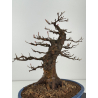 Acer buergerianum I-8419 vista 3