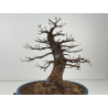 Acer buergerianum I-8419 vista 4
