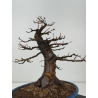 Acer buergerianum I-8419 vista 5