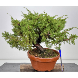 Juniperus chinensis itoigawa I-6984