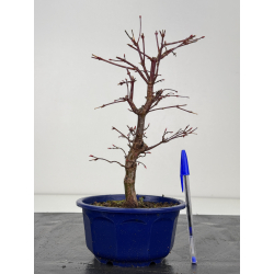 Acer palmatum deshojo I-8422