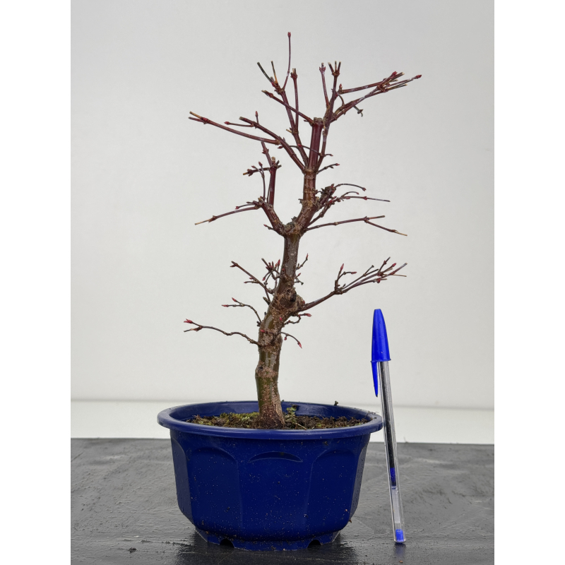 Acer palmatum deshojo I-8422