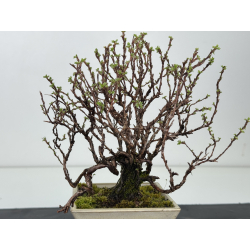 Potentilla fruticosa I-8421 vista 2