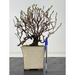 Potentilla fruticosa I-8421